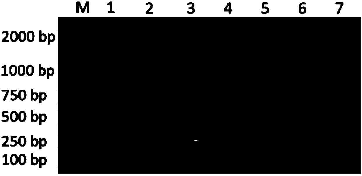 Forensic medicine rapid detection kit based on 21 mitochondrial SNP sites