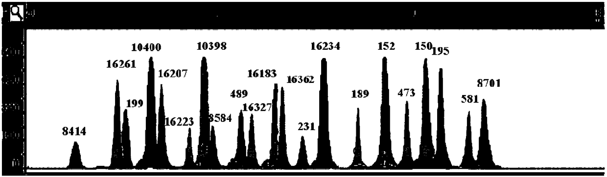 Forensic medicine rapid detection kit based on 21 mitochondrial SNP sites