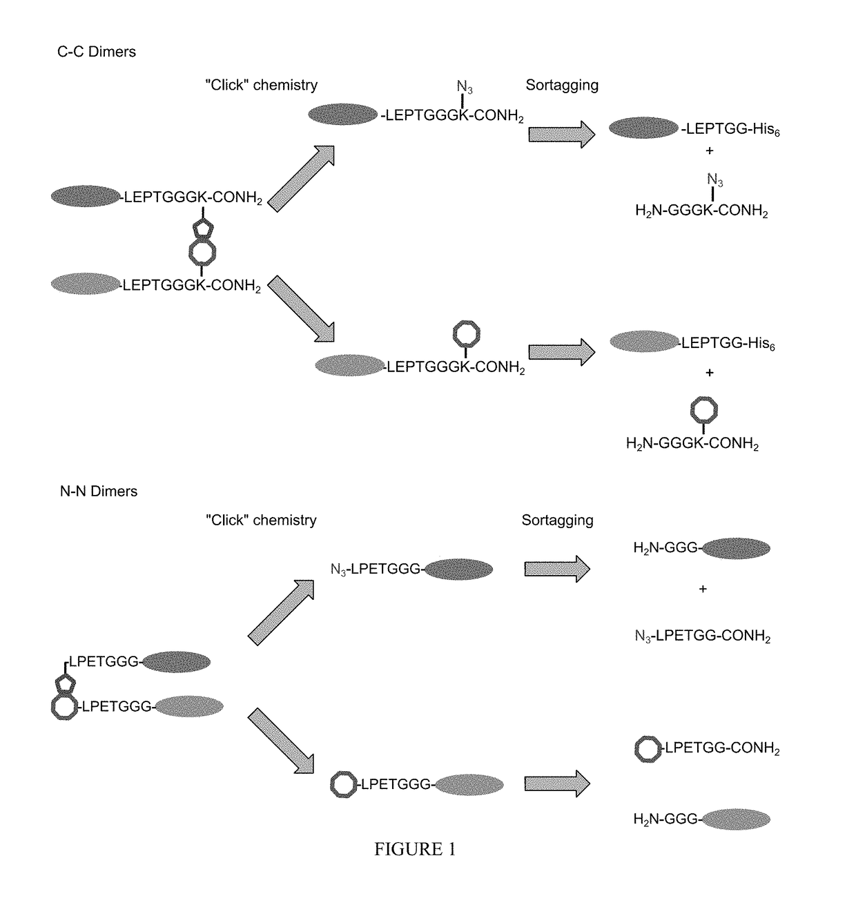 Sortase-modified VHH domains and uses thereof