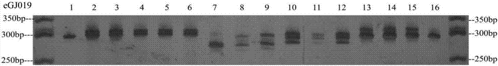 Method for identifying cape jasmine variety by use of EST-SSR primers and application