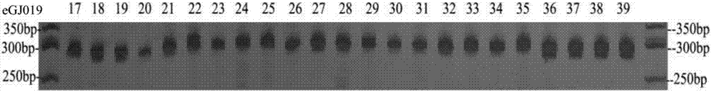 Method for identifying cape jasmine variety by use of EST-SSR primers and application