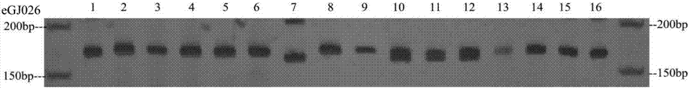 Method for identifying cape jasmine variety by use of EST-SSR primers and application