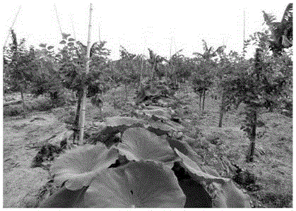 Orchard using irrigation and drainage ditches to culture lotuses and planting method of lotuses