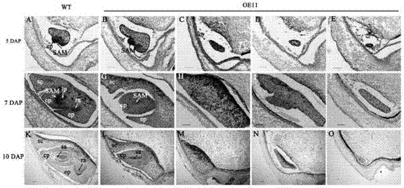 Application of Oryza sativa Grxs (glutaredoxins) gene OsGrxC2 to breeding