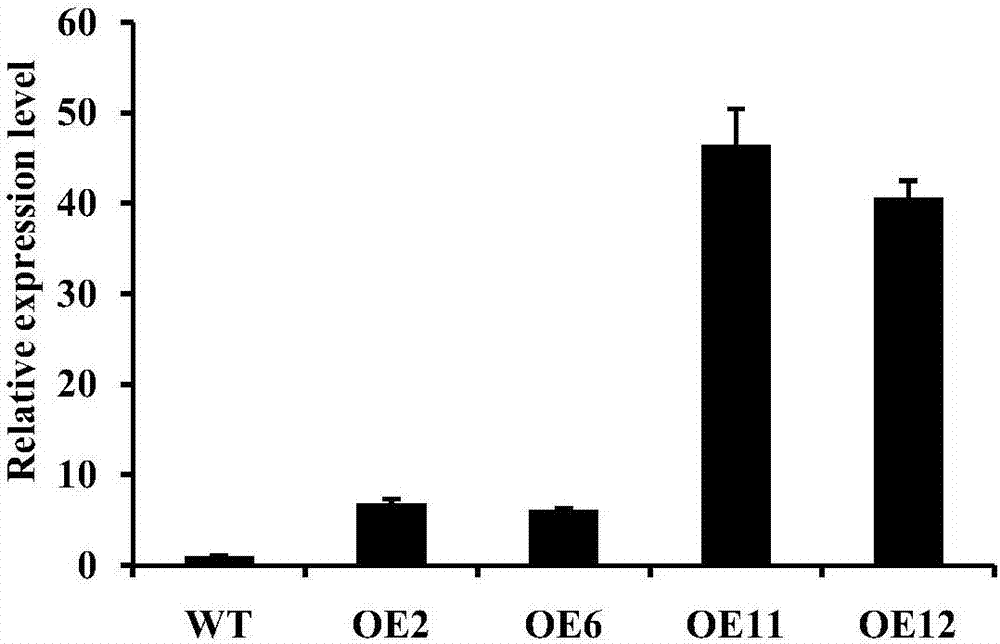 Application of Oryza sativa Grxs (glutaredoxins) gene OsGrxC2 to breeding