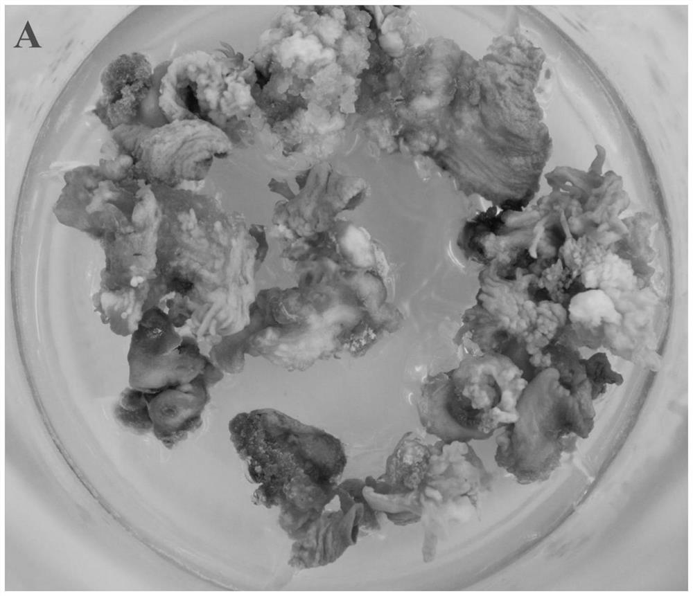 Method and culture medium for culturing peony cotyledons to directly form somatic embryos