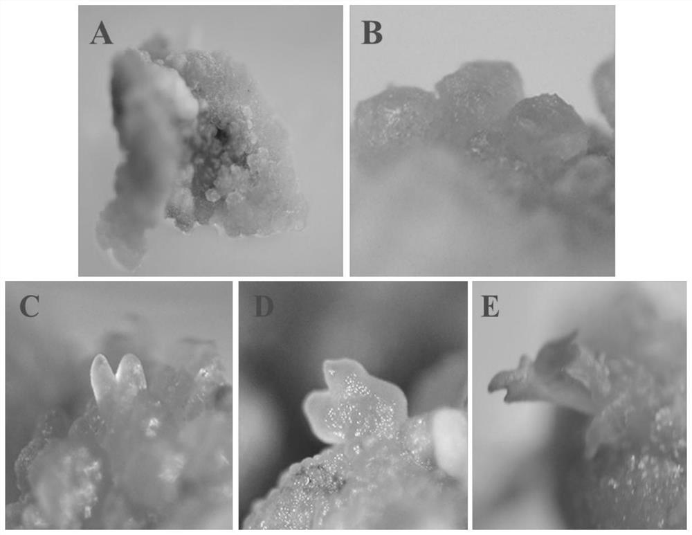 Method and culture medium for culturing peony cotyledons to directly form somatic embryos