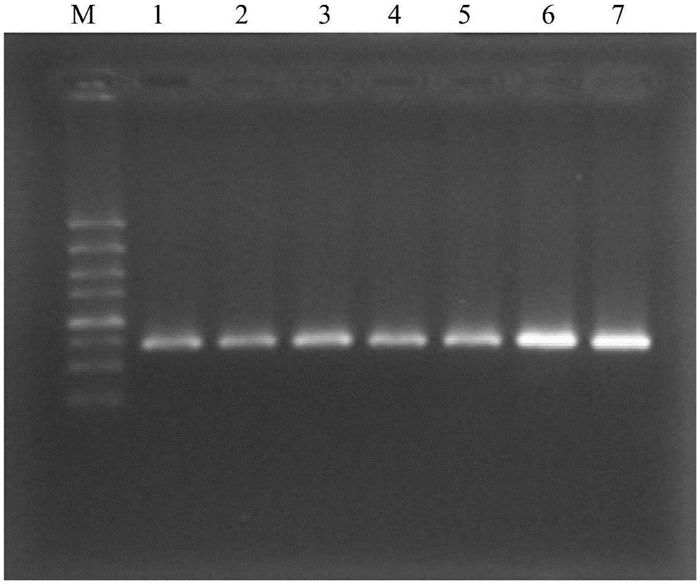 PCR primer for identifying codling moth cell line and identifying method of codling moth cell line