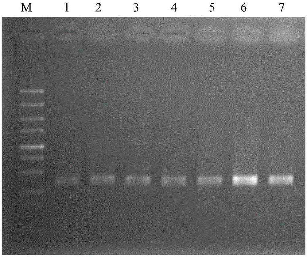 PCR primer for identifying codling moth cell line and identifying method of codling moth cell line