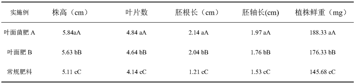 Traditional Chinese medicine leaf surface bacterial fertilizer as well as preparation method and application thereof