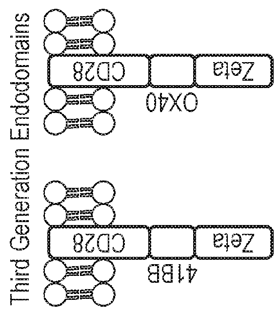 Nucleic acid construct for expressing more than one chimeric antigen receptor