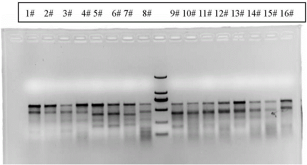 Sgrna (ribonucleic acid) sequence for editing ccr5 gene by crispr (clustered regularly interspaced short palindromic repeats) technology and application thereof