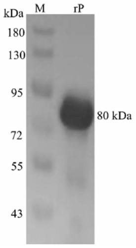 Secretory adhesion protein MbovP58 of mycoplasma bovis