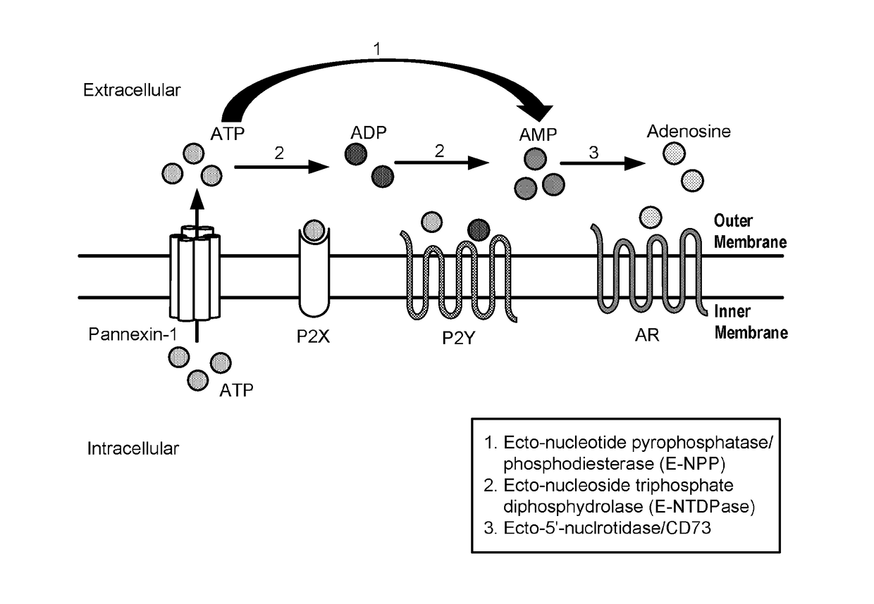 Modulators of 5'-nucleotidase, ecto and the use thereof