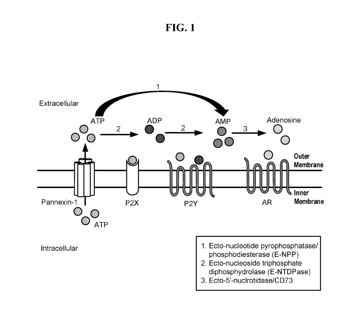 Modulators of 5'-nucleotidase, ecto and the use thereof