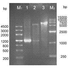 Duck plague virus cyst membrane gI protein polyclonal antibody as well as preparation method and application thereof