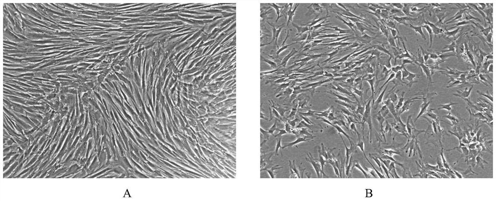 Efficient cell serum-free culture medium system and application of cell secretions thereof