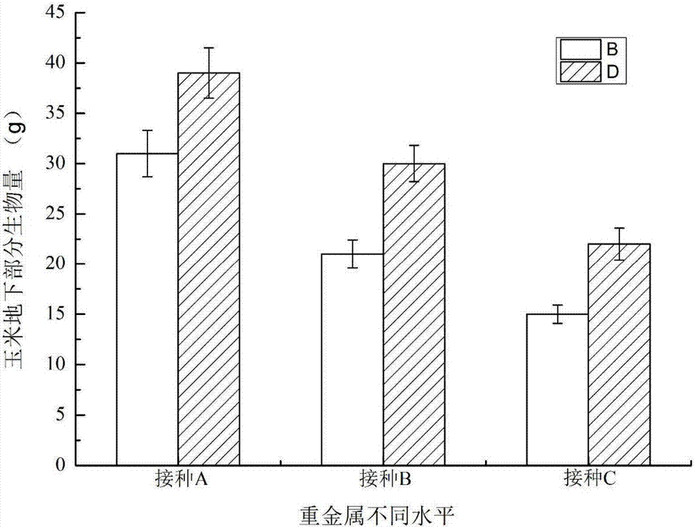 Method for plant-microbial remediation of heavy-metal polluted soil