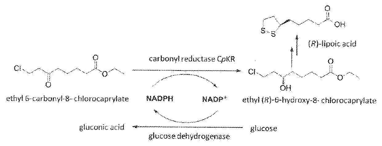 Candida carbonyl reductase and method for preparing (r)-lipoic acid precursor