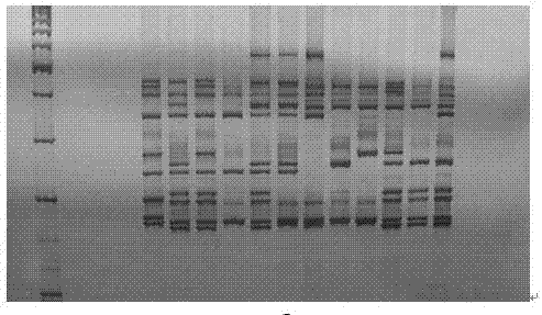 Method for identifying varieties of Chinese cabbage by using composite expressed sequence tag-simple sequence repeat (EST-SSR) marker