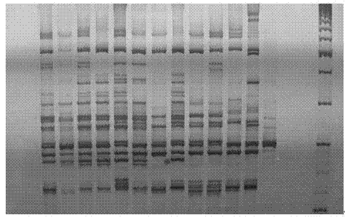 Method for identifying varieties of Chinese cabbage by using composite expressed sequence tag-simple sequence repeat (EST-SSR) marker