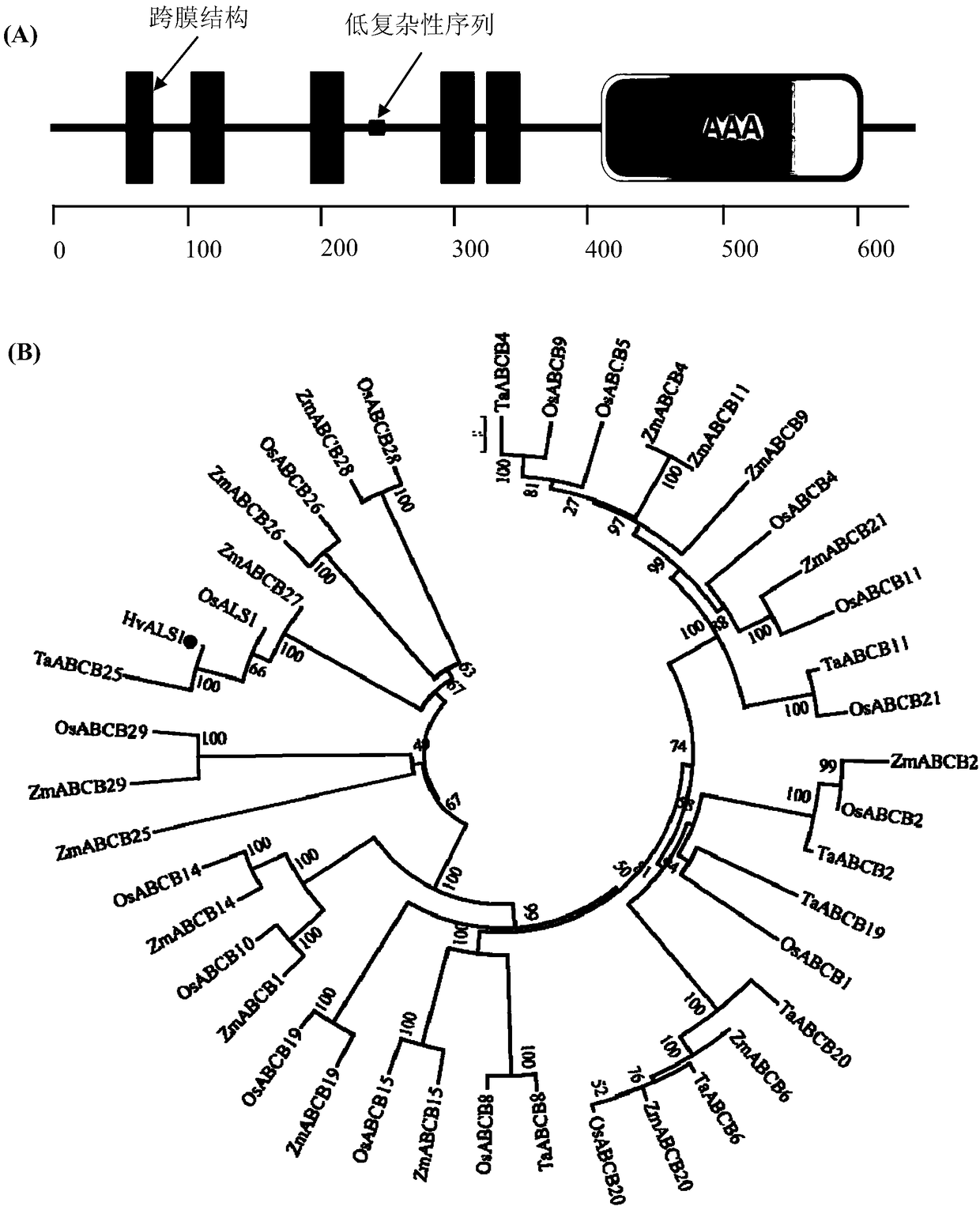 Barley HvALS1 gene and use thereof