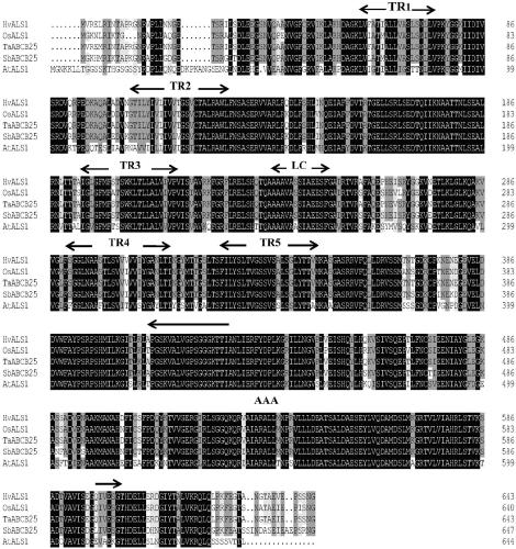 Barley HvALS1 gene and use thereof