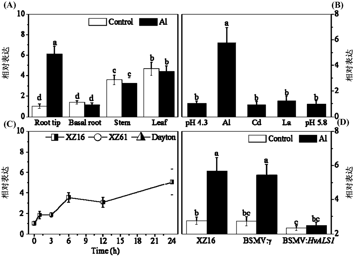 Barley HvALS1 gene and use thereof