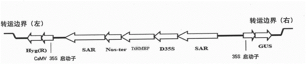 A heavy metal-binding protein gene derived from high-temperature resistant bacteria and its anti-heavy metal application