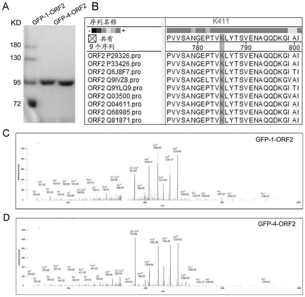 Methods to modulate hepatitis E virus assembly and capsid protein orf2 stability