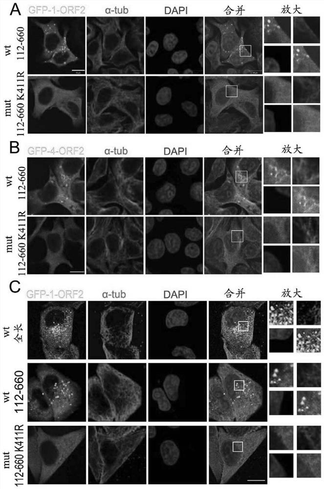 Methods to modulate hepatitis E virus assembly and capsid protein orf2 stability