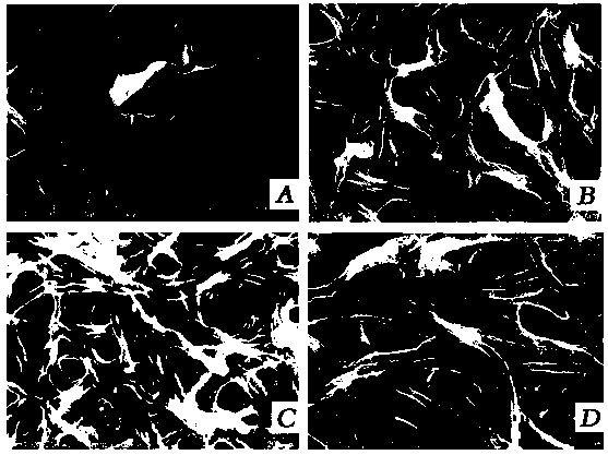 Method for inhibiting Aspergillus fumigatus biofilm from formation