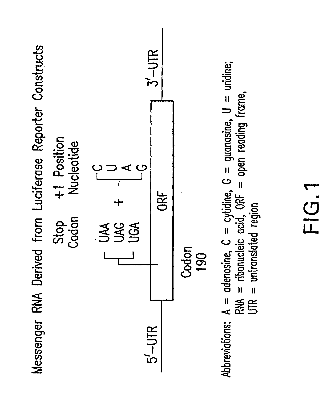 Methods for the production of functional protein from DNA having a nonsense mutation and the treatment of disorders associcated therewith