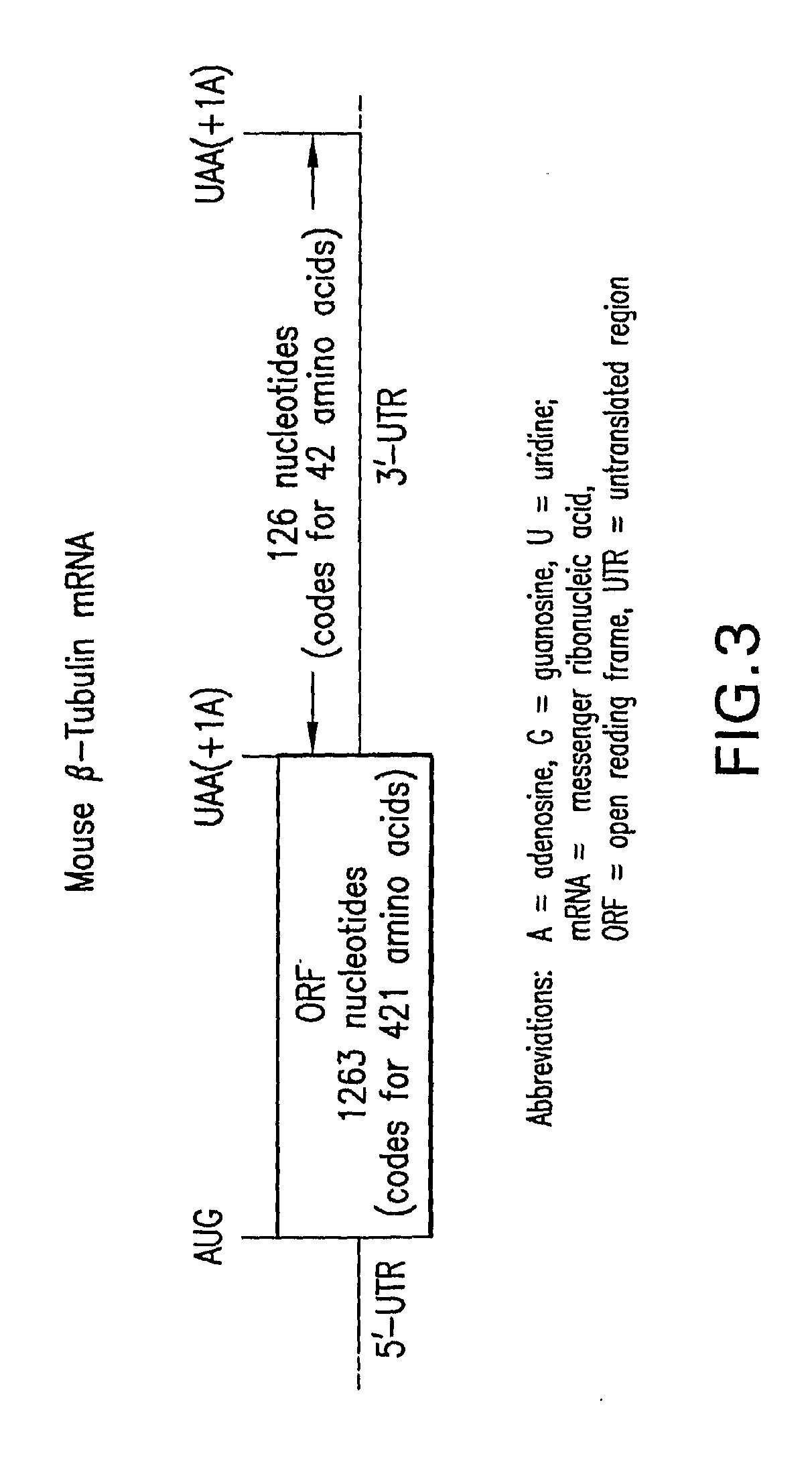 Methods for the production of functional protein from DNA having a nonsense mutation and the treatment of disorders associcated therewith