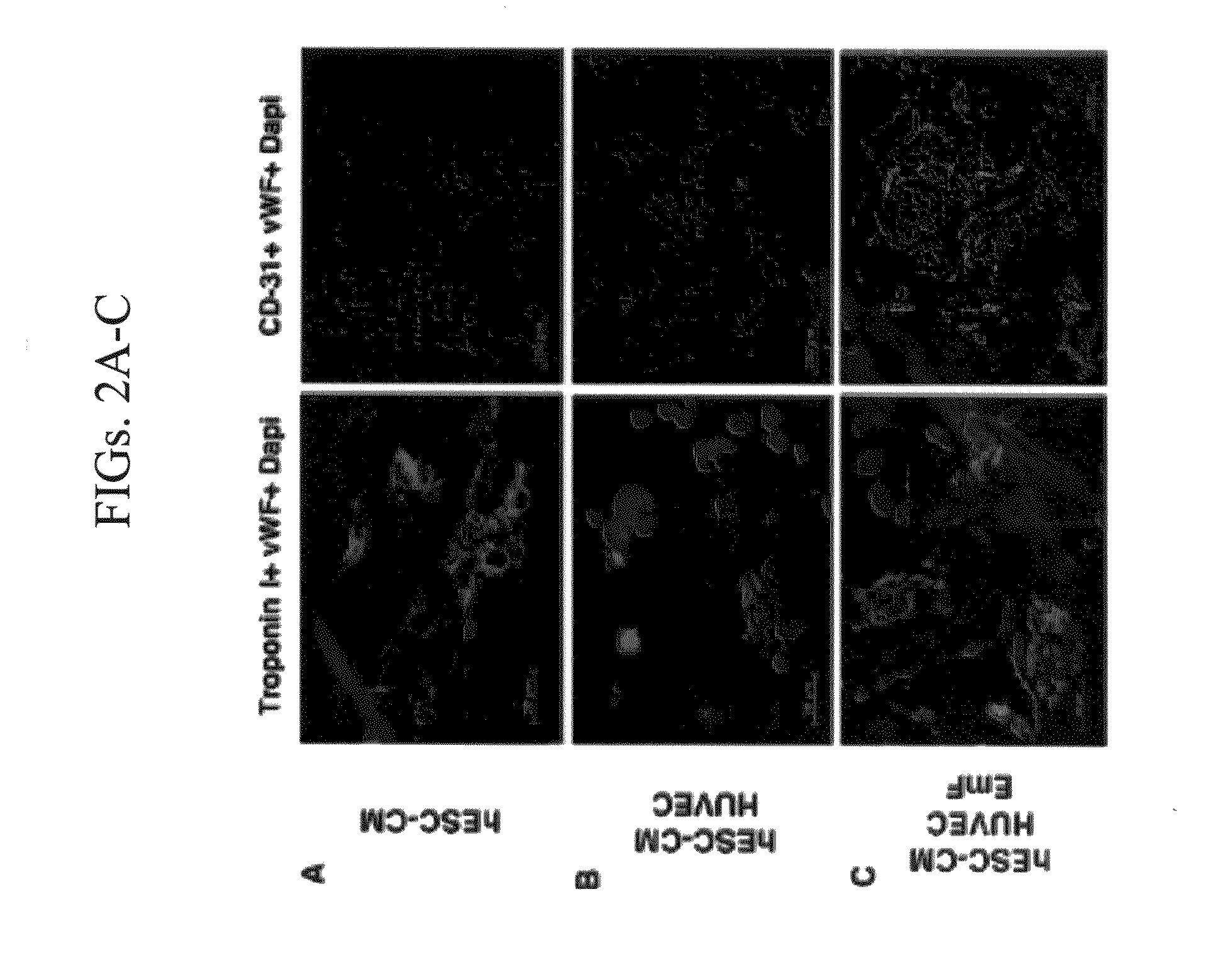 Vascularized cardiac tissue and methods of producing and using same