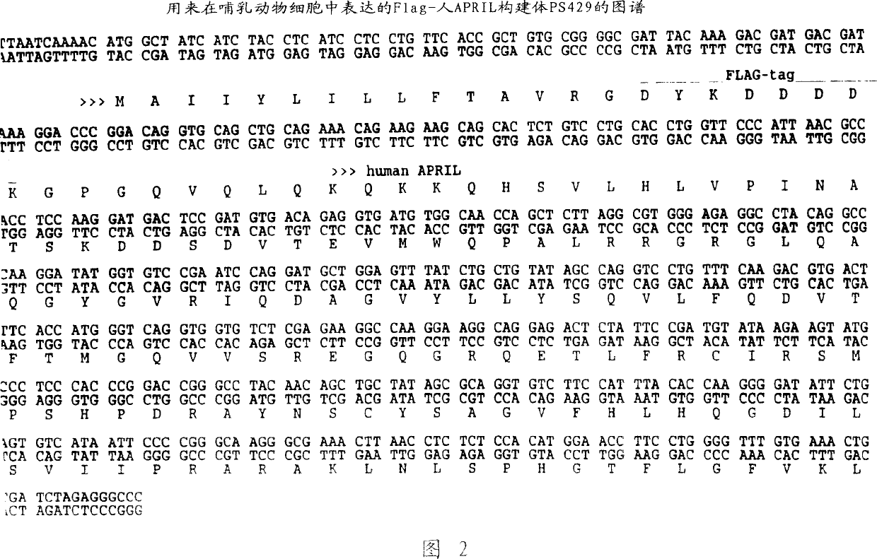 APRIL receptor (BCMA) and uses thereof