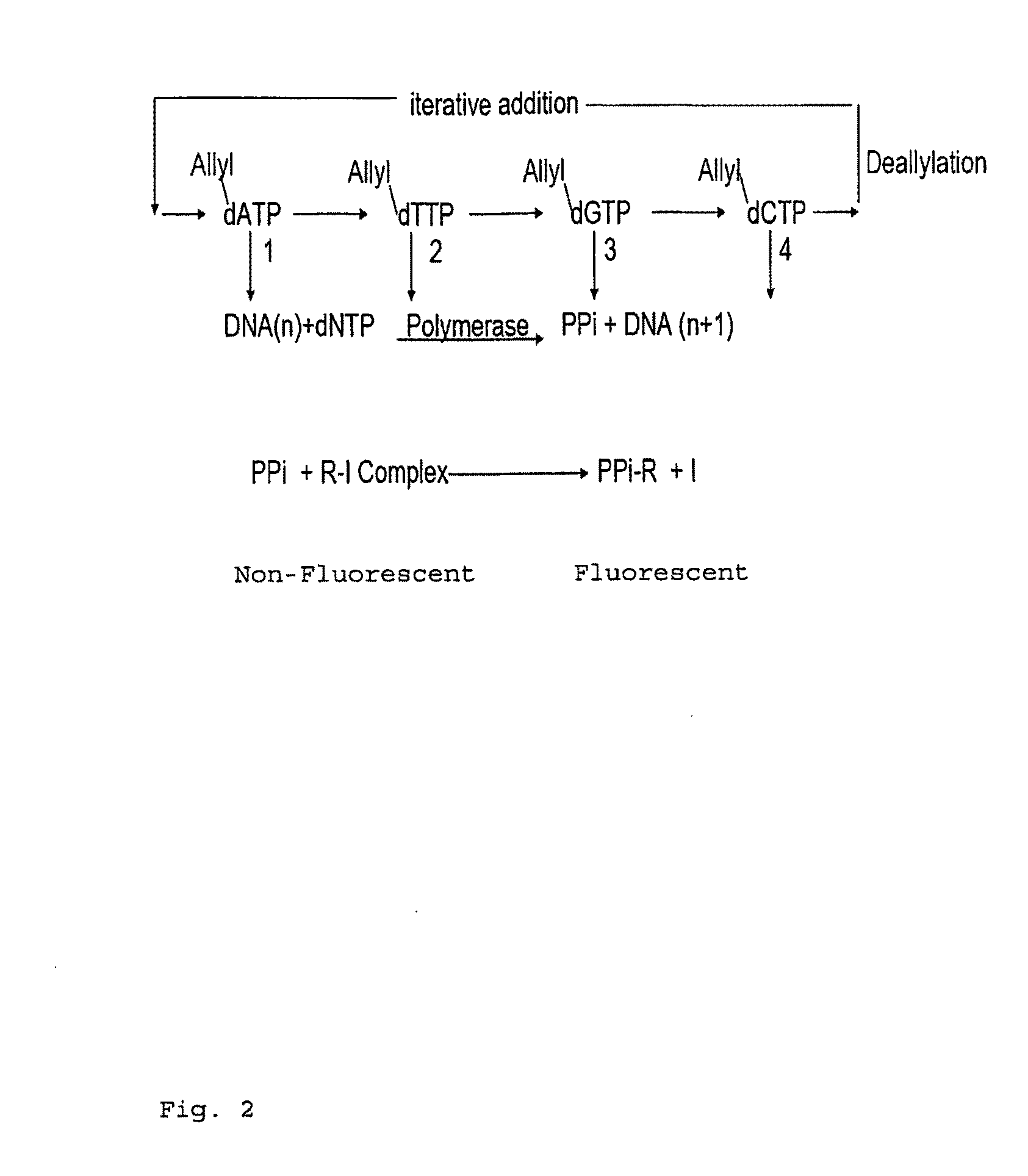 Pyrosequencing methods and related compositions
