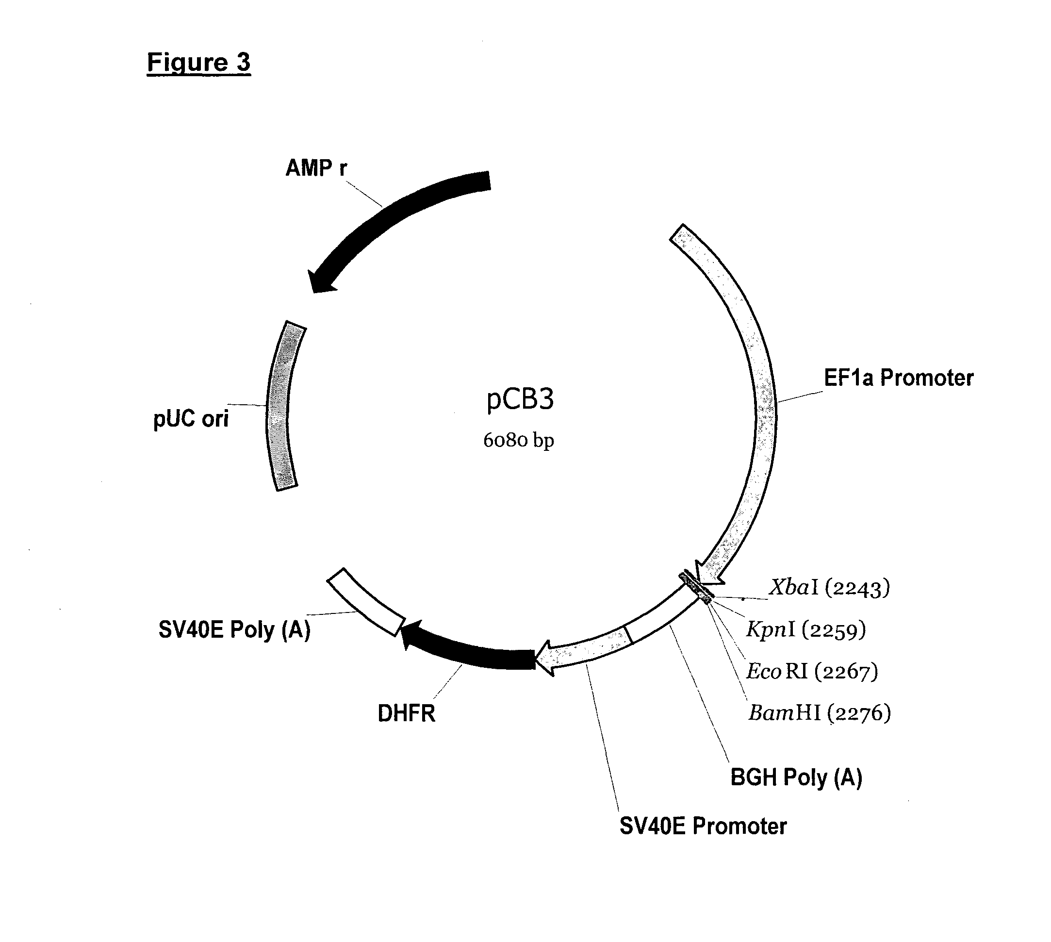 Anti-RhD monoclonal antibodies