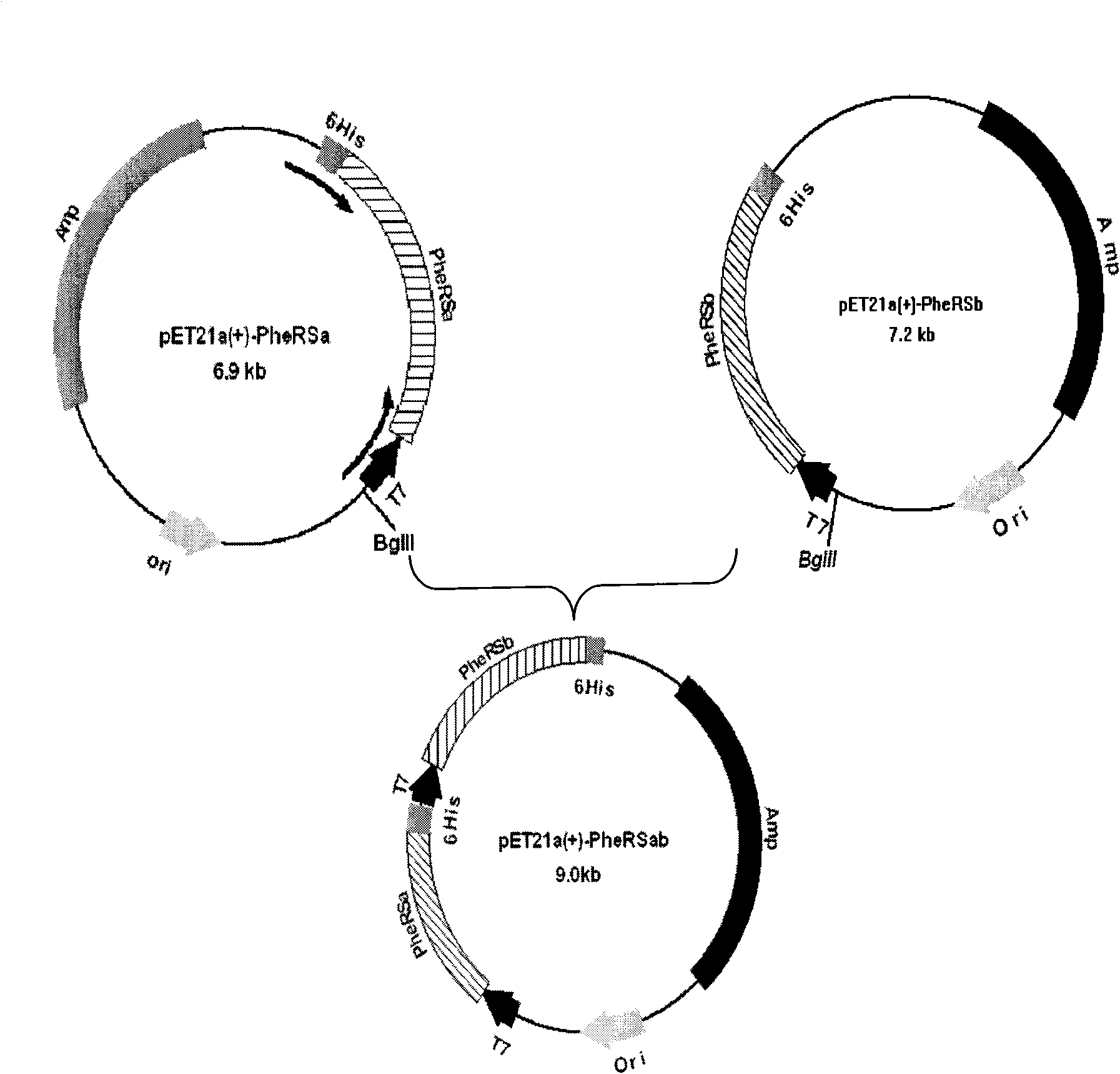 Trypanosoma brucei phenylalanyl-tRNA synthetase preparation method