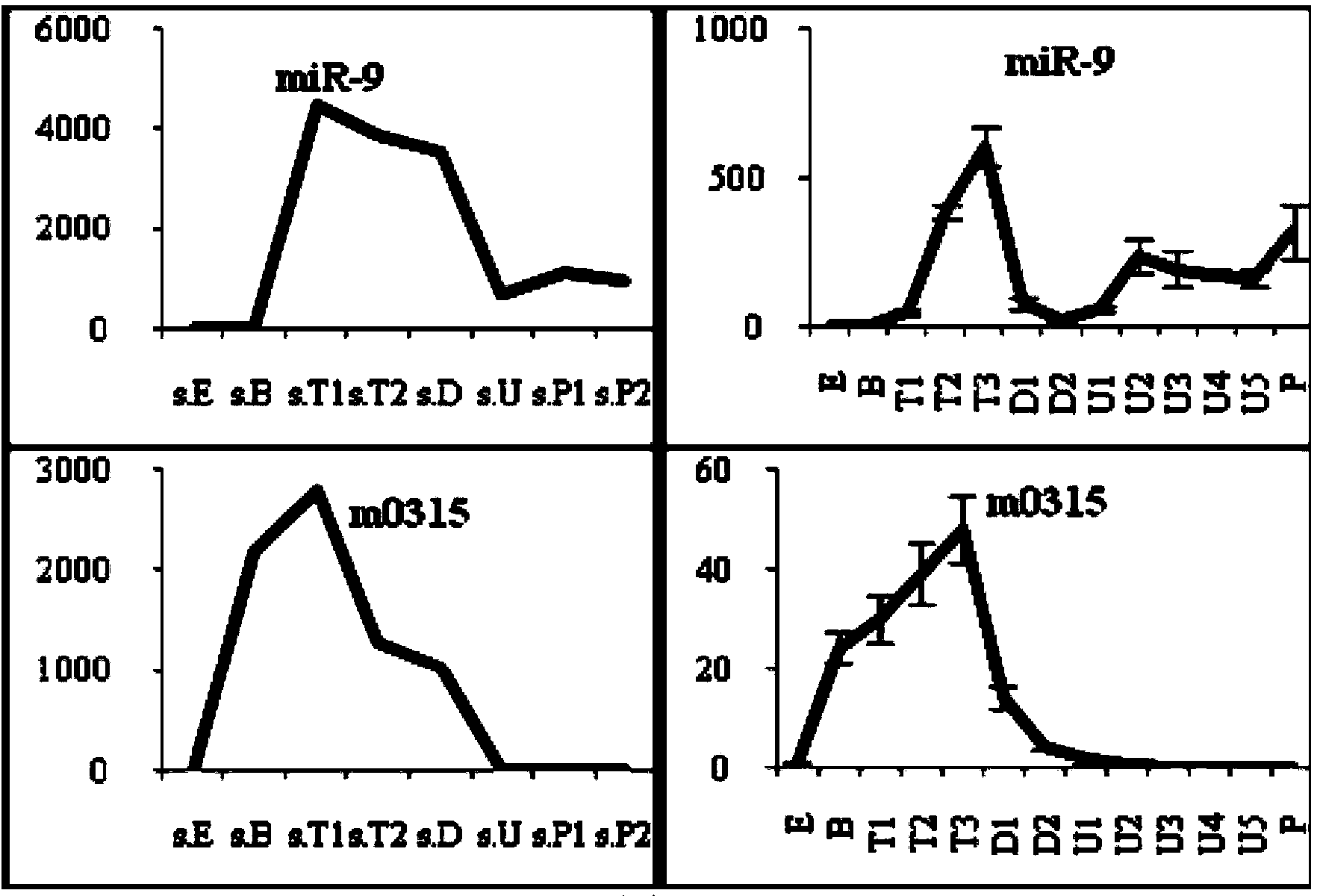 Dual-gene micro RNA fluorescent quantitative internal reference and application of primer in shellfish development samples