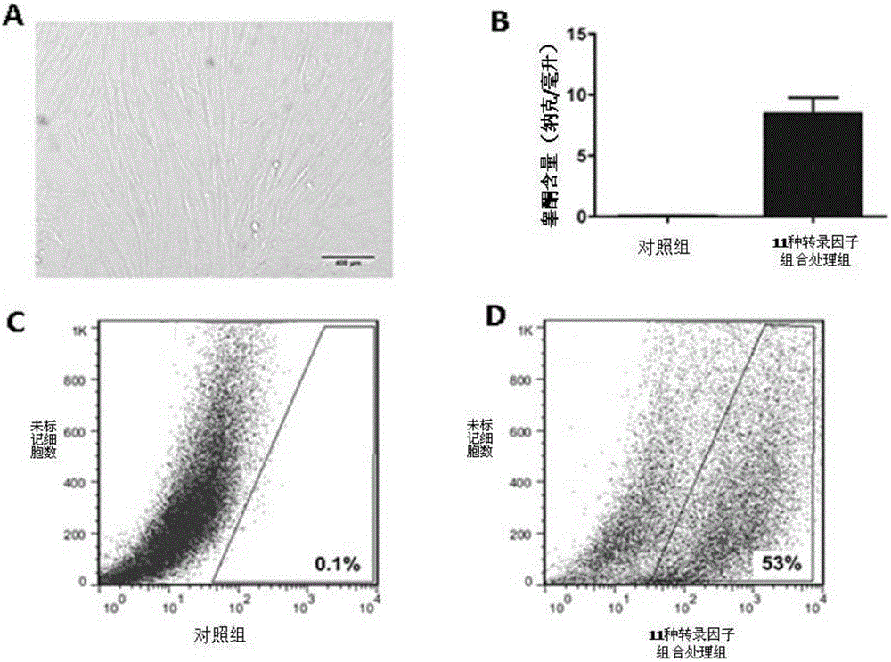 Method for inducing transdifferentiation of fibroblast into similar testicular interstitial cells by combination of transcription factors