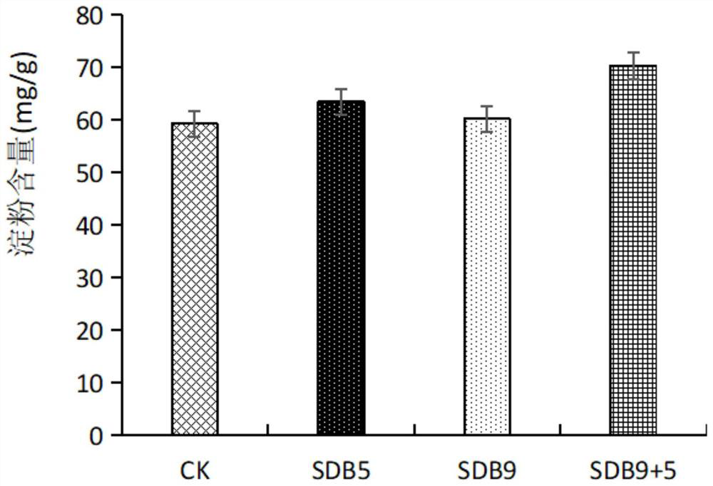 Application of rose kocuria SDB9 and brevibacterium brevicola SDB5 in regulation and control of potatoes