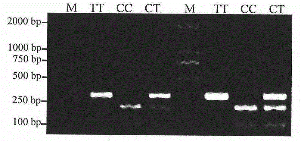 Molecular marking method and primer pair for predicting and identifying wool fineness of sheep