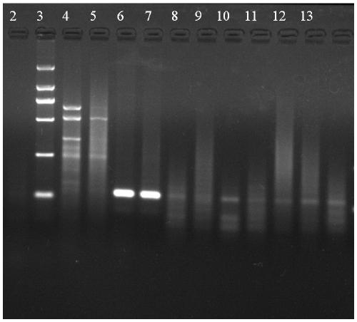 Detection method for determining pregnancy of sow by using sow urine