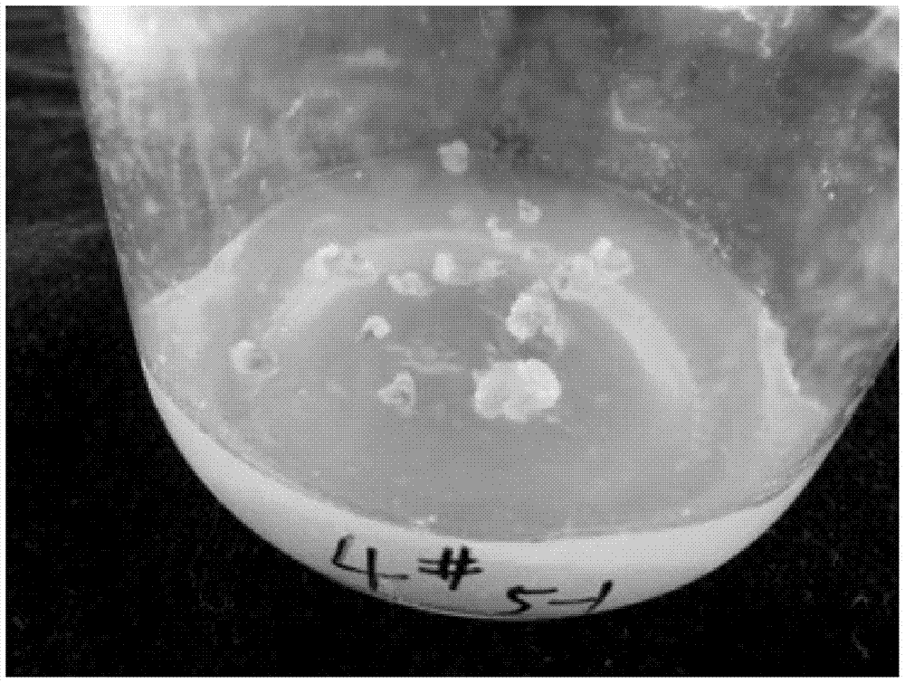 A breeding method for inducing micro-adventitious buds from blueberry Legacy leaves