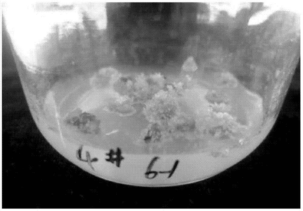 A breeding method for inducing micro-adventitious buds from blueberry Legacy leaves