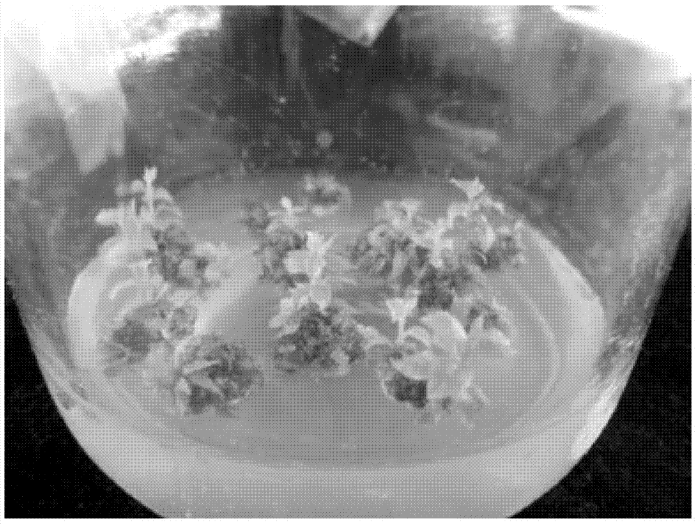 A breeding method for inducing micro-adventitious buds from blueberry Legacy leaves