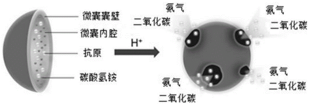 Intracellular pH-response polylactic-acid nanometer microspheres and preparing method thereof