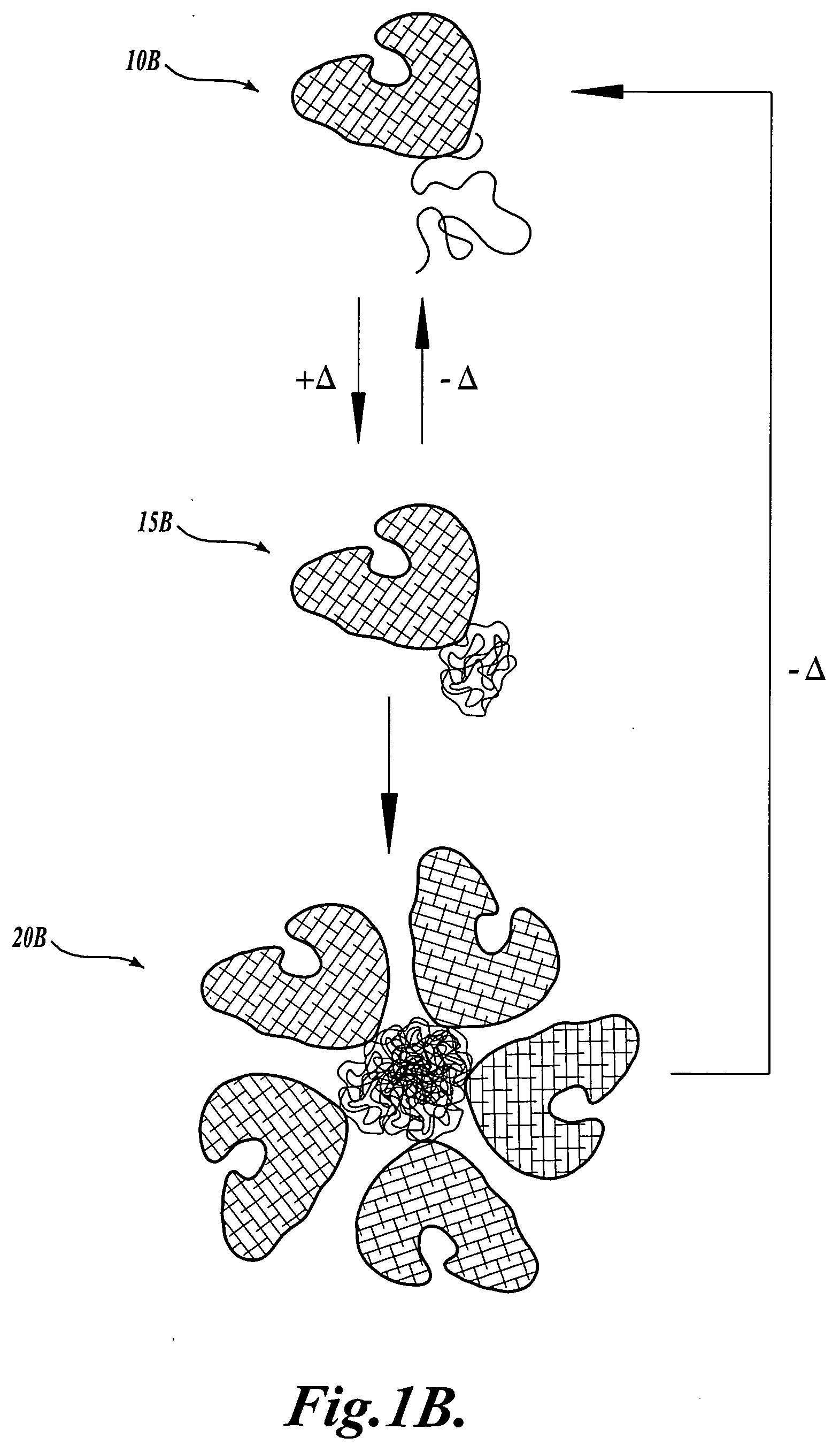 Stimuli-responsive polymer conjugates and related methods