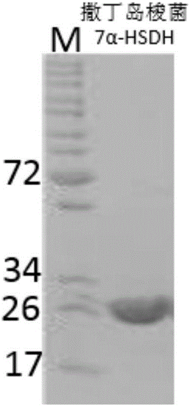 Novel 7alpha-hydroxysteroid dehydrogenase gene S1-a-2
